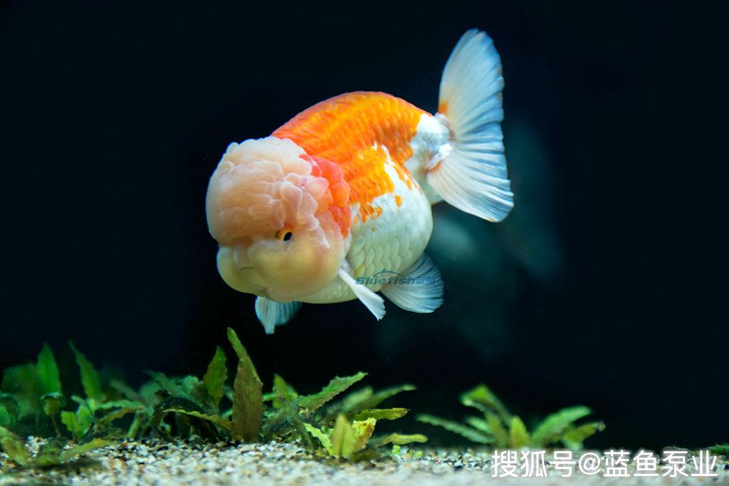 金鱼饲养方法之养兰寿鱼小知识 水槽