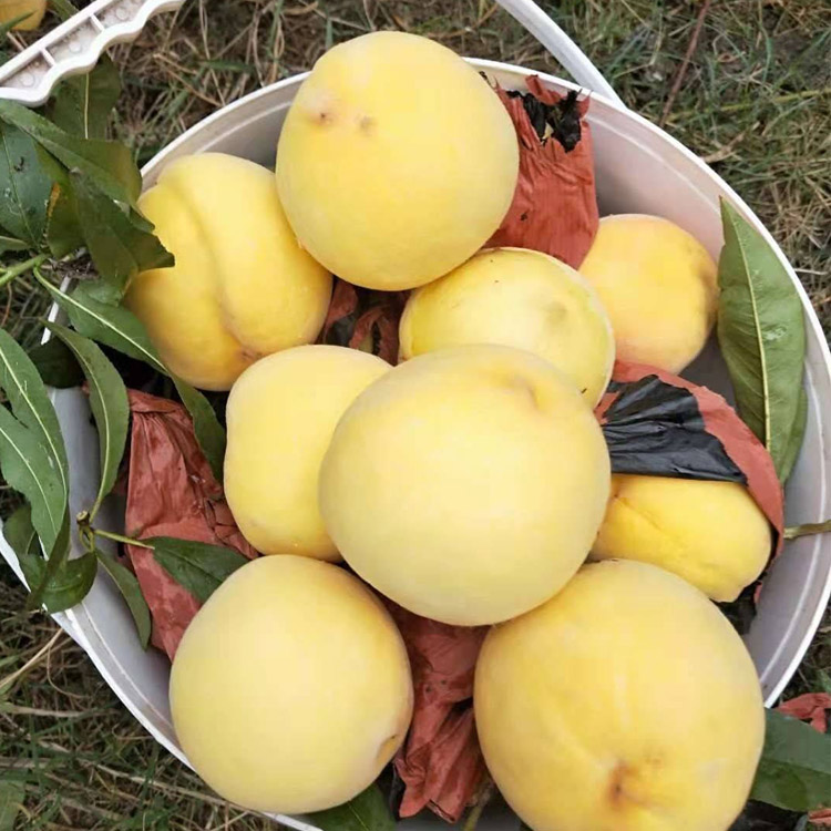 黄金蜜4号:受市场欢迎的鲜食黄桃