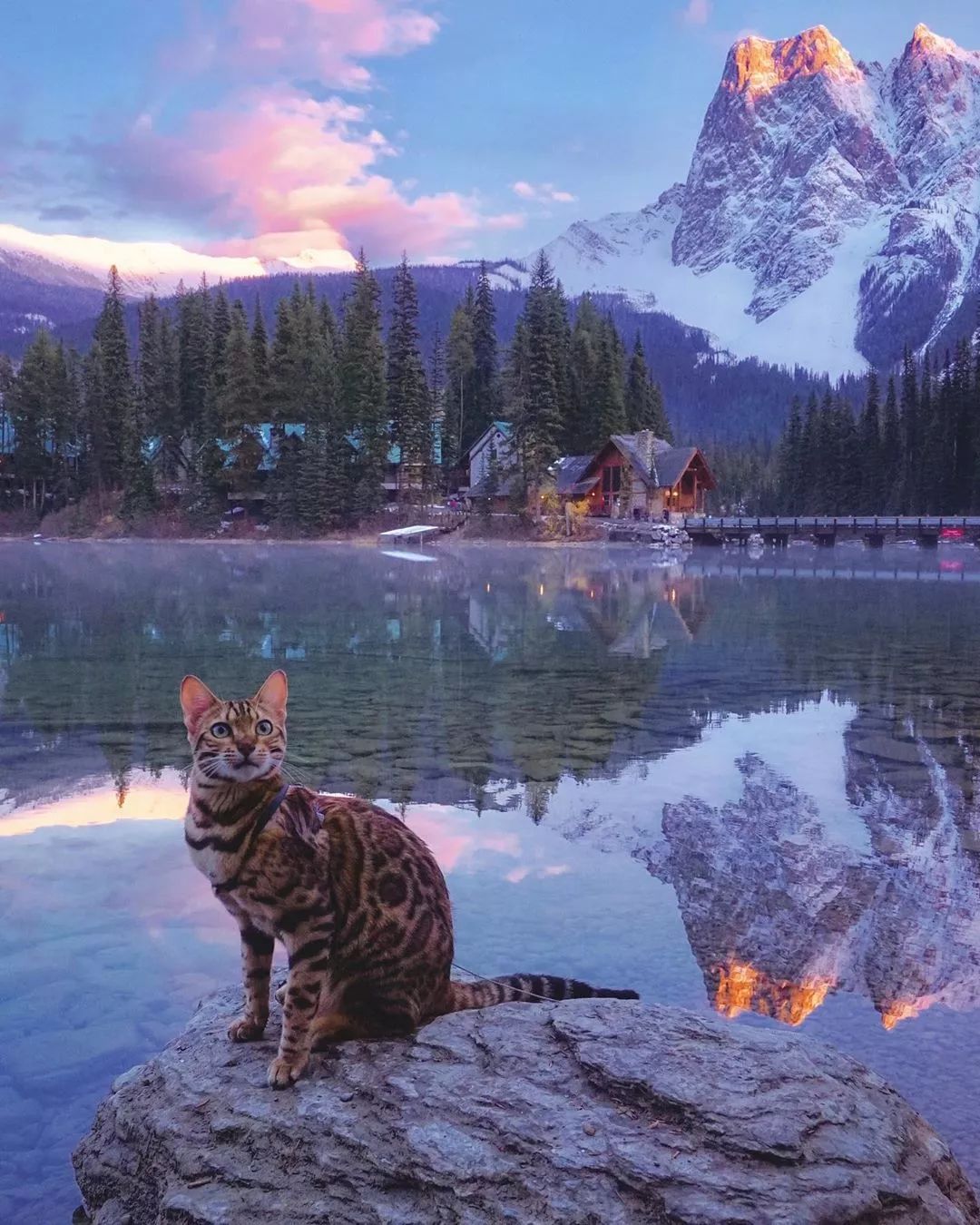  唔~ 好爱旅行 还有那只充满好奇心的孟加拉猫 suki已经成长为更见