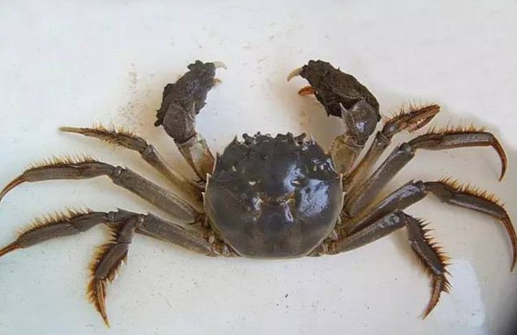 厦门美食的挑蟹指南分享给你,要吃就吃最好的噢!_海蟹