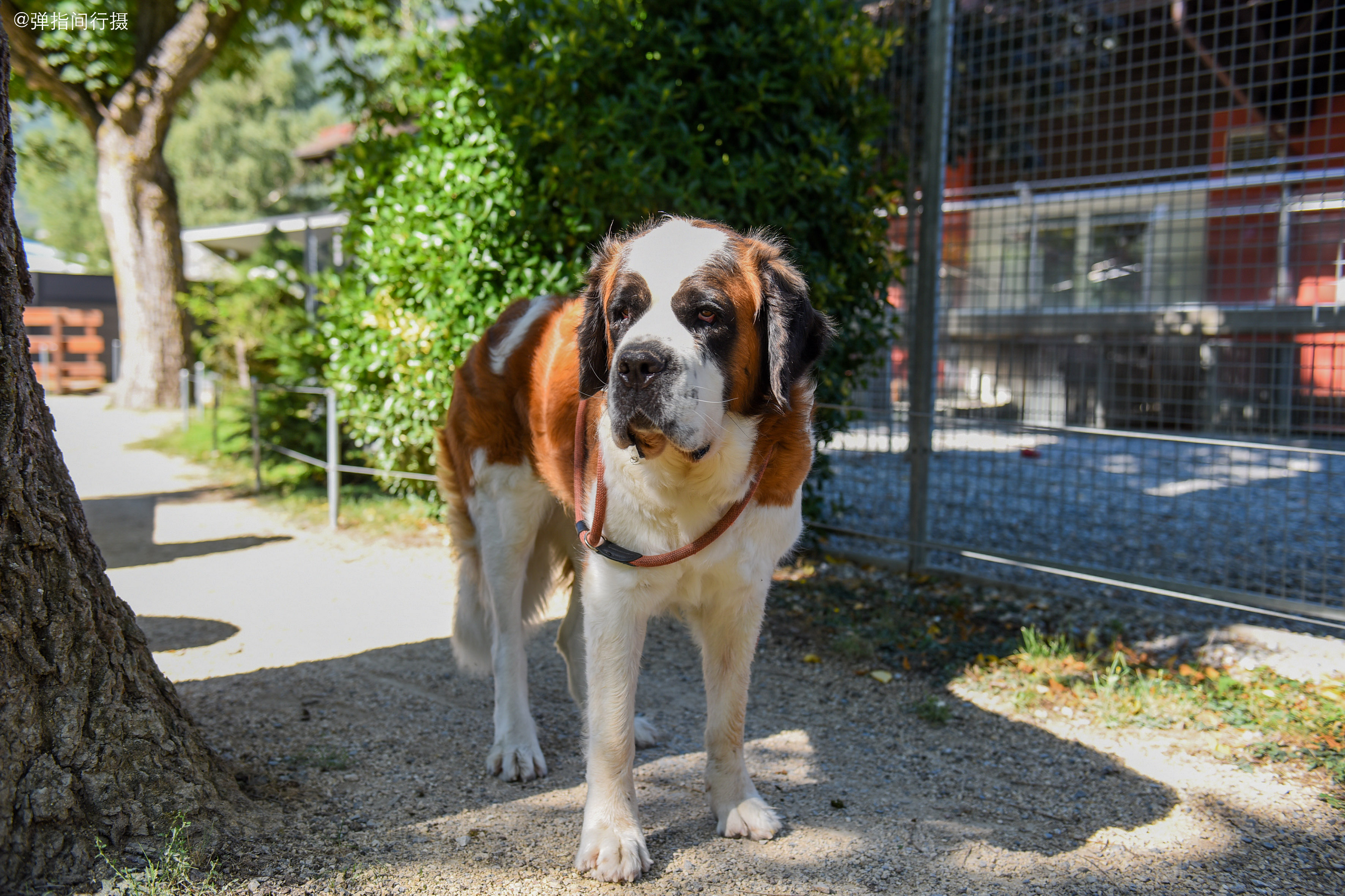 原创瑞士国宝圣伯纳犬是雪地救援好手有条狗曾救过41人的生命