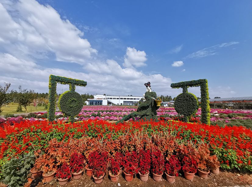 无限门票免费送金华这百亩菊花开放了美美美美美