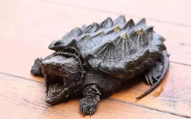 鳄龟为什么会咬人被咬伤了应该怎样处理