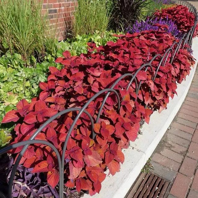 彩叶草又叫五彩苏,五色草,锦紫苏等,是唇形科鞘蕊花属草本植物.