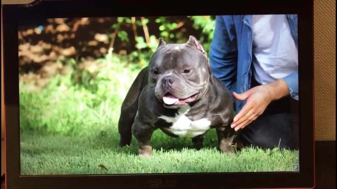 恭喜大鹏恶霸犬俱乐部成功入驻cbkc第十届萌宠潮流文化节