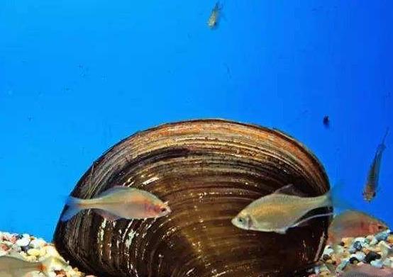 这种鱼不只颜值高,也很有智慧,看了它的繁殖方式才知它如此聪明_鳑鲏