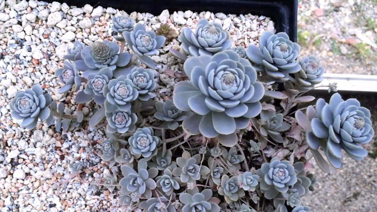 秋季开花像花塔般的子持莲华,母株花后就直接挂,到了冬天更好看