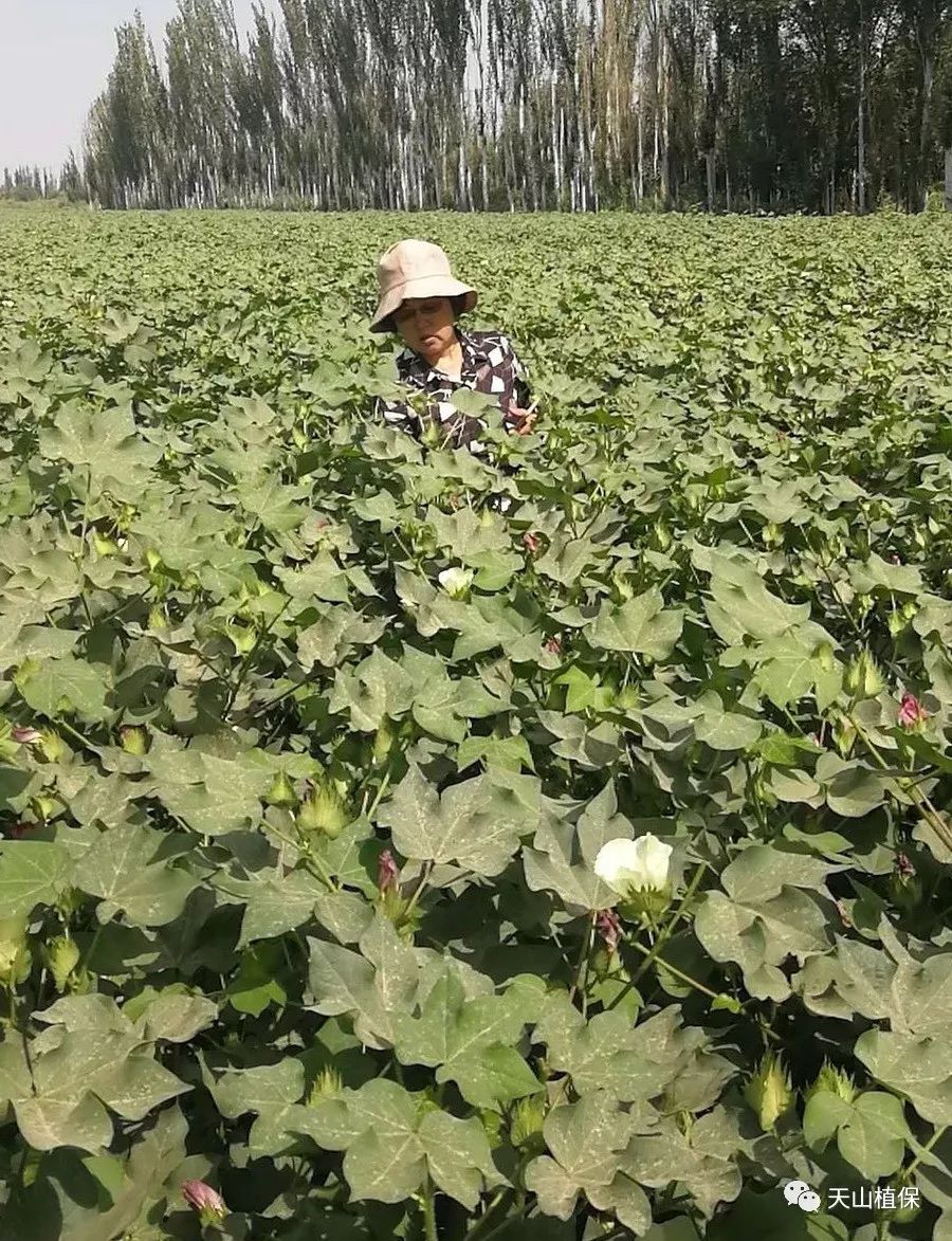 原創新疆植棉區的特點與棉花高產栽培技術策略