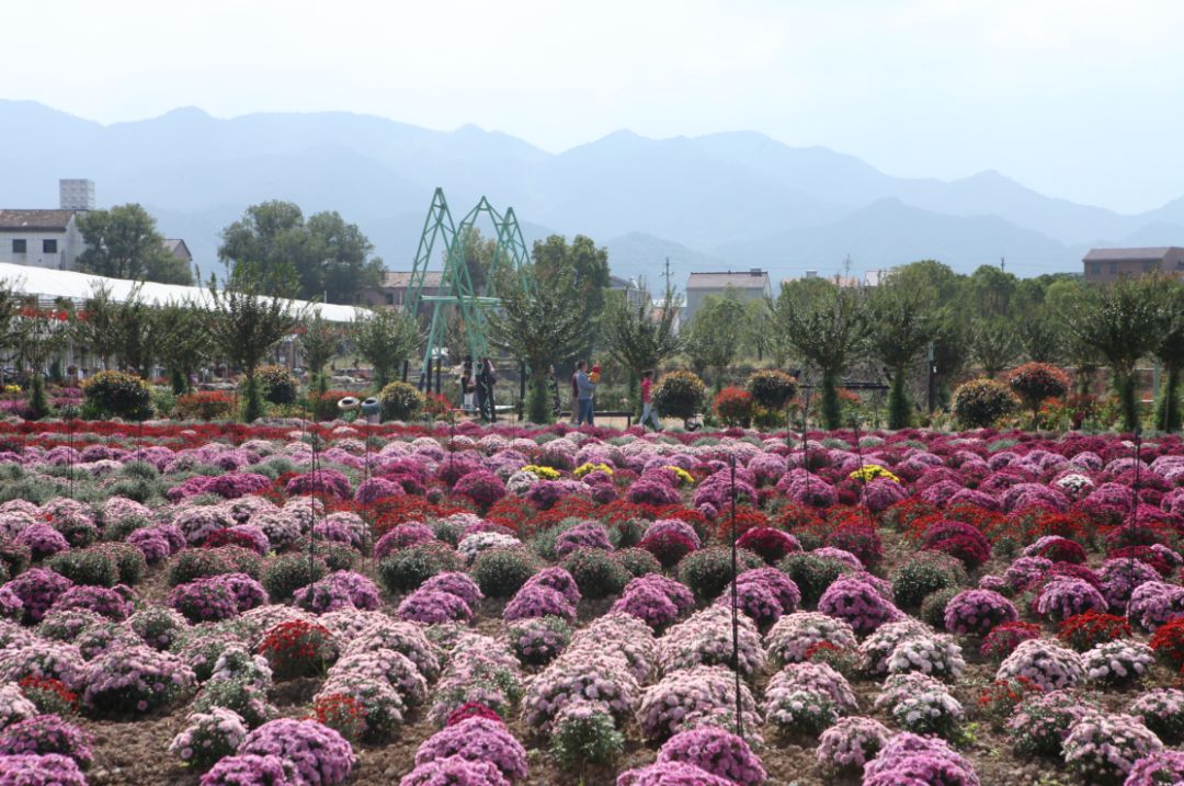 无限门票免费送金华这百亩菊花开放了美美美美美