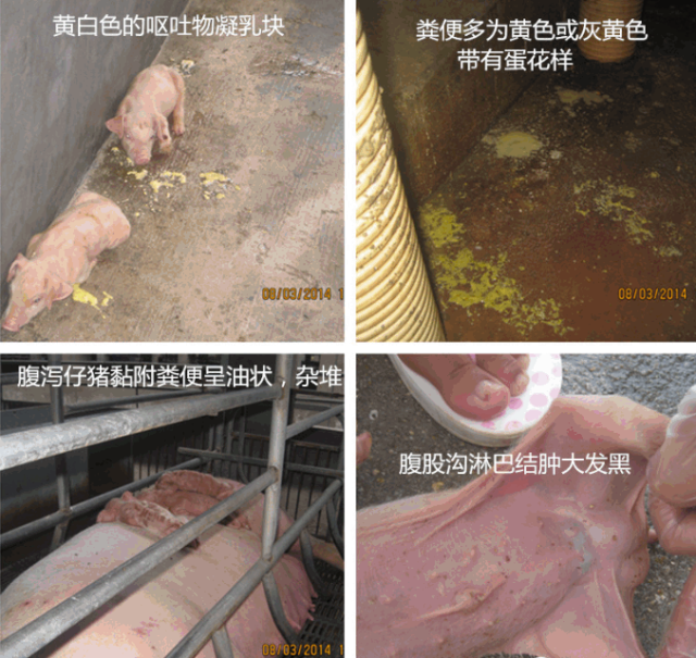 呕吐物为黄白色凝乳块,随后发生腹泻并停止呕吐,粪便多为黄色或灰黄色