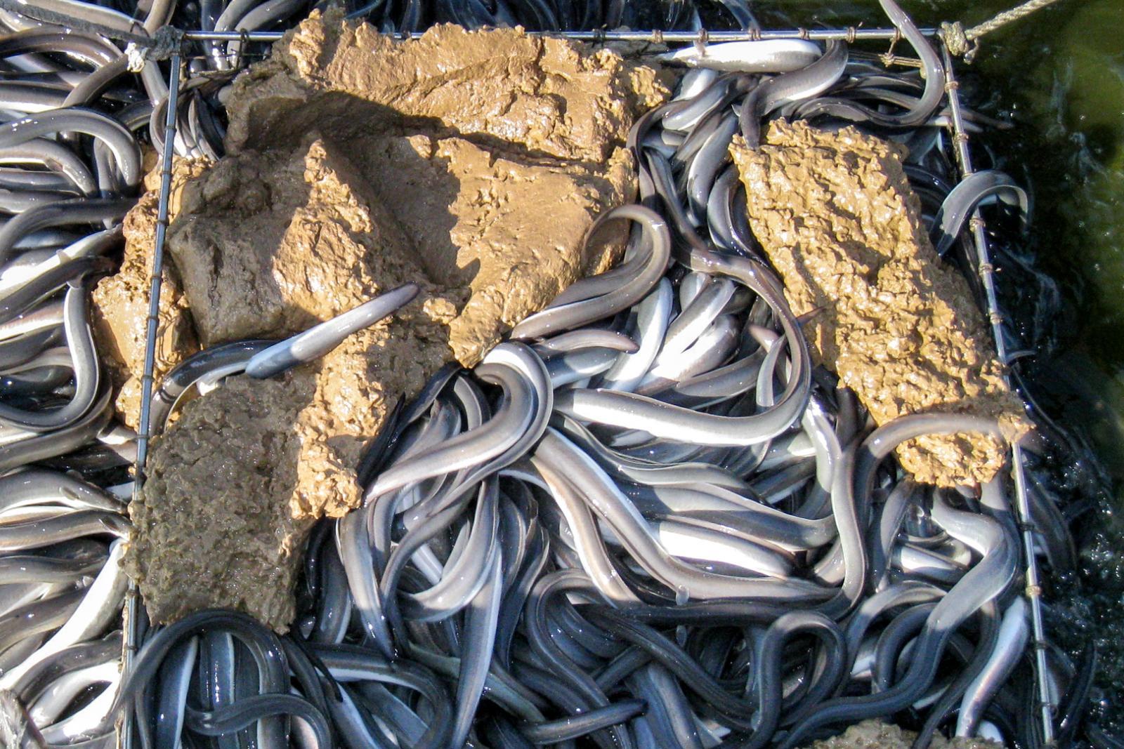 中国鳗鱼养殖图片