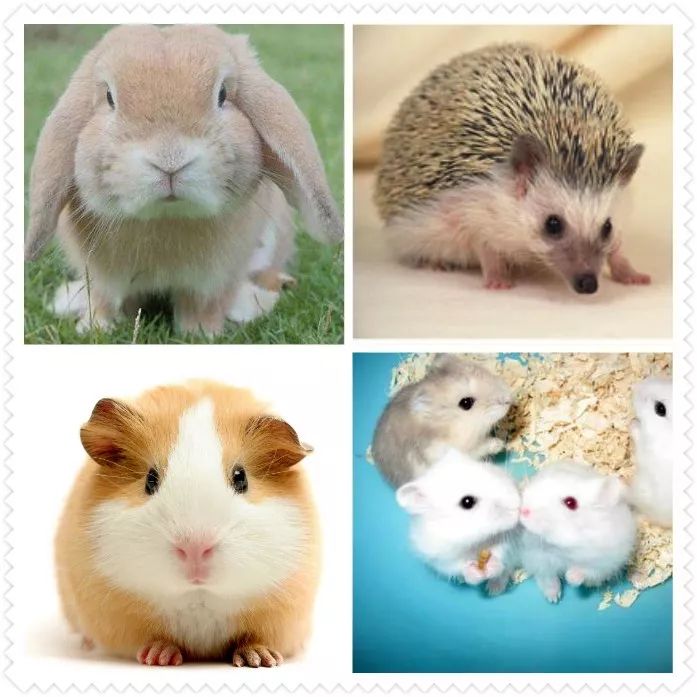 南京站丨带你进入小宠世界,一起邂逅可爱呆萌的小精灵!