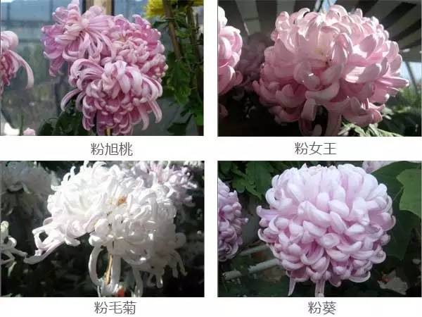 菊花品种名称与图片图片