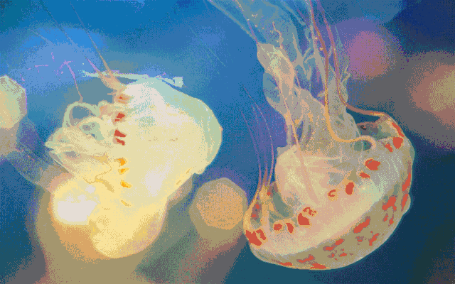 桃花水母属刺胞动物门,水螅纲,淡水水母目,笠水母科