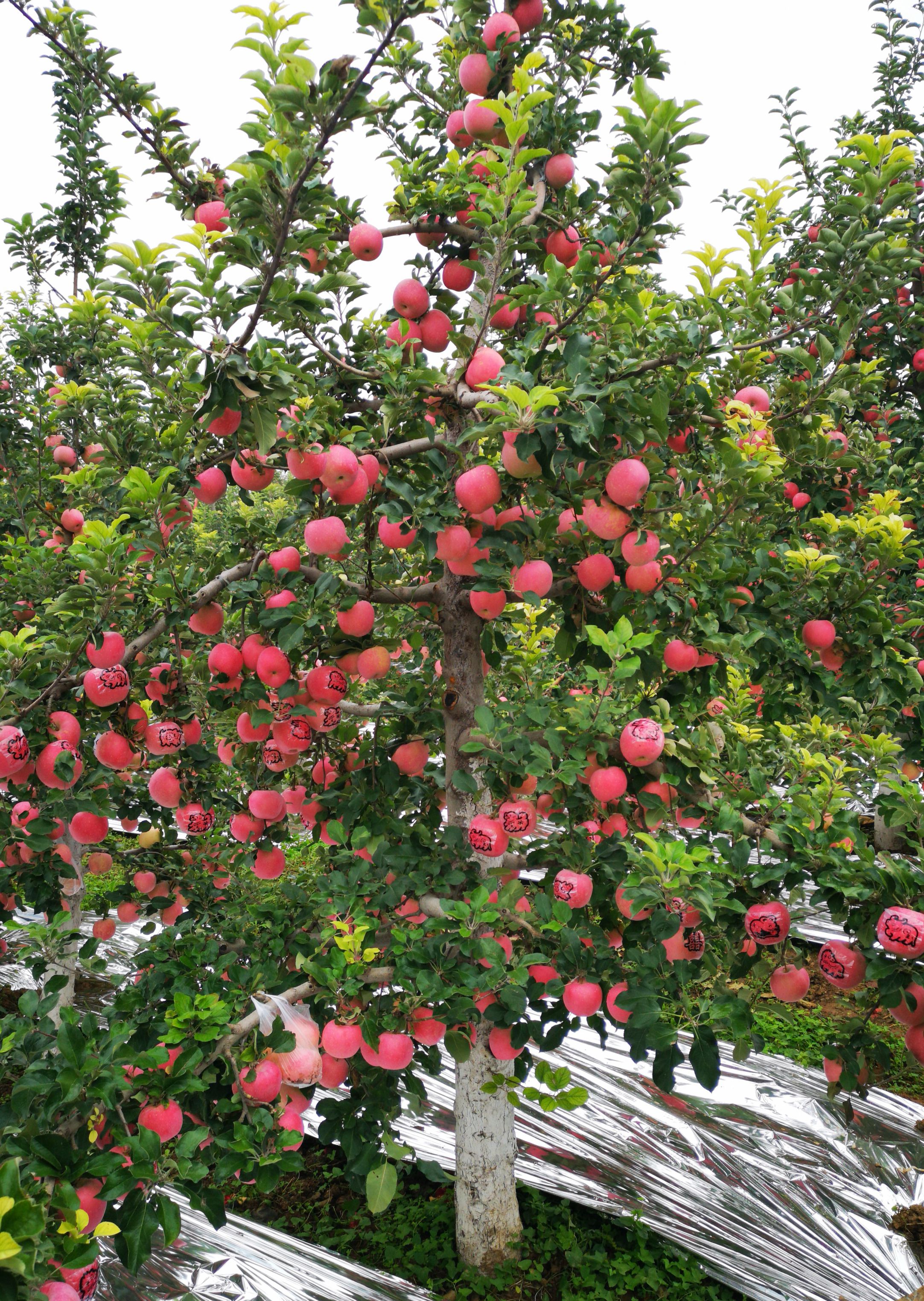 孙建设:在苹果园里种出农村特色产业