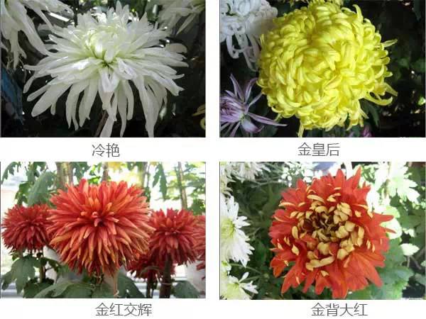 盘点50种罕见名贵菊花品种收藏