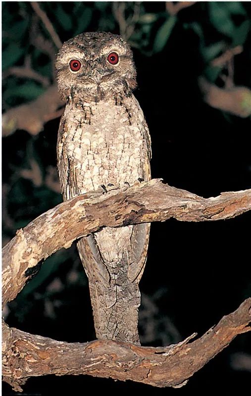 飞翔的鸟欧夜鹰和雨燕一