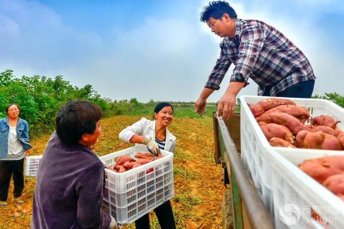 河南南阳镇平花生价格(河南南阳花生多少钱一斤)