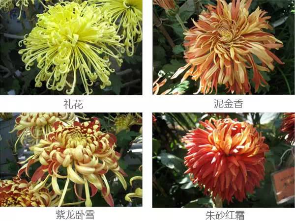 十大菊花品种图片