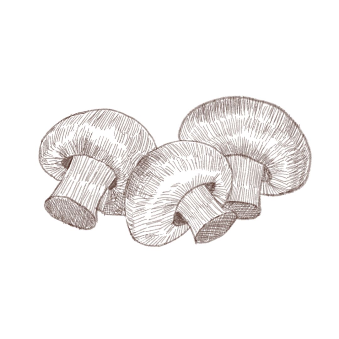 孢子菇简笔画图片