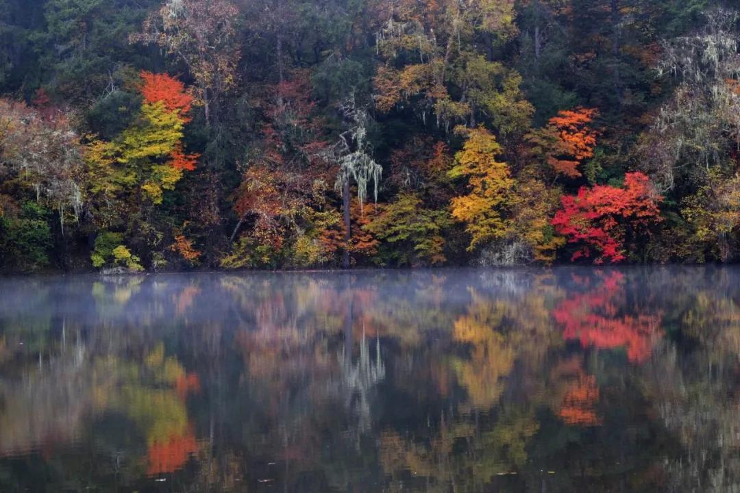 看那漫山紅葉,層林盡染,無處不紅葉滿山,彩林盡醉,燦若雲霞,真可謂是