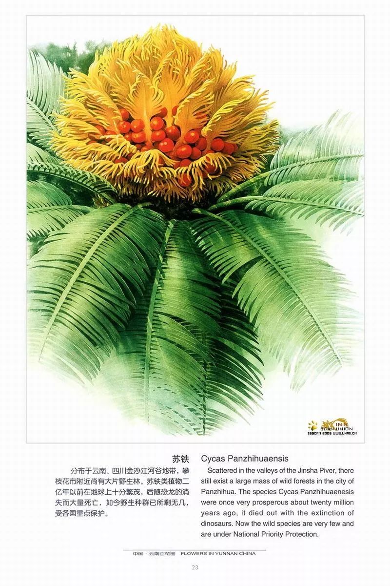 中国植物志 曾孝濂图片