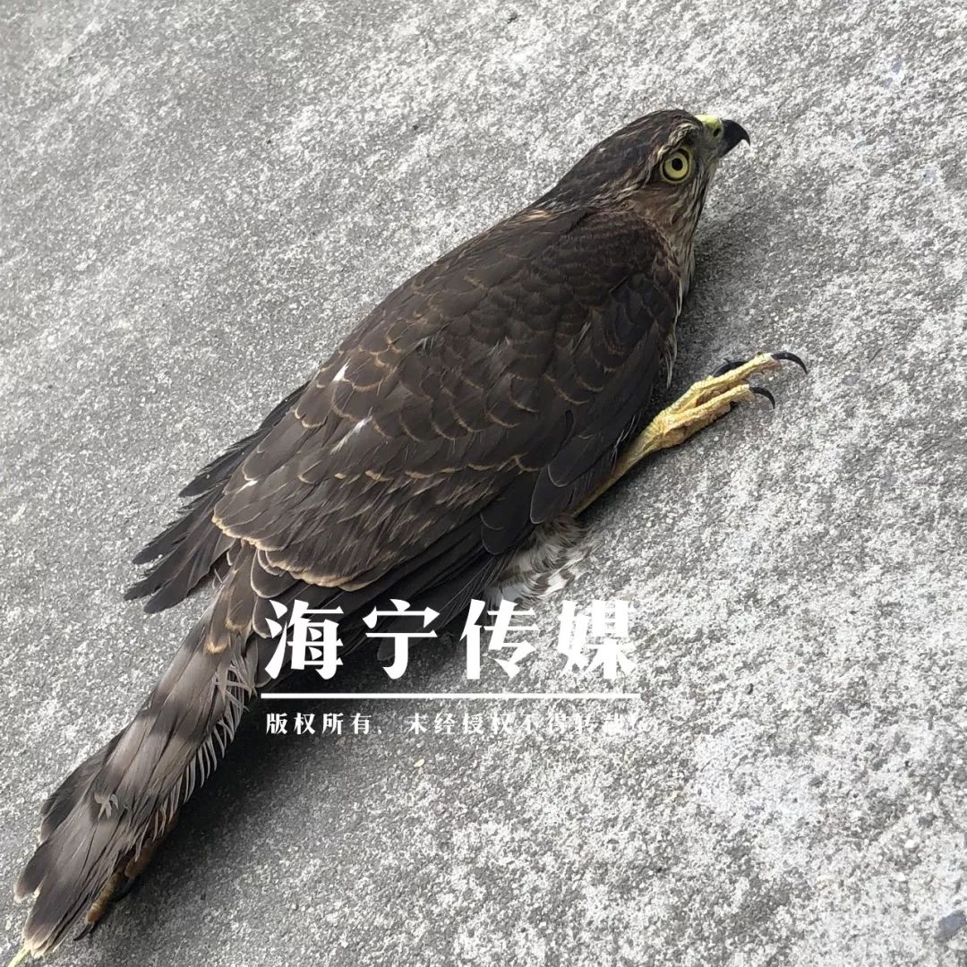 长度大约有30厘米左右嘴巴是弯钩的形状陈阿姨仔细一看这只"大鸟"又飞