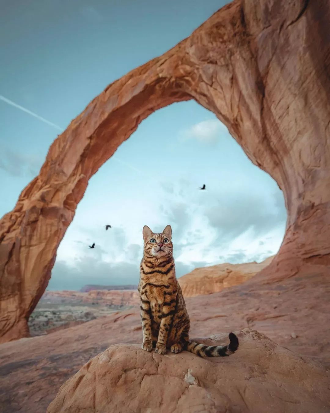  唔~ 好爱旅行 还有那只充满好奇心的孟加拉猫 suki已经成长为更见