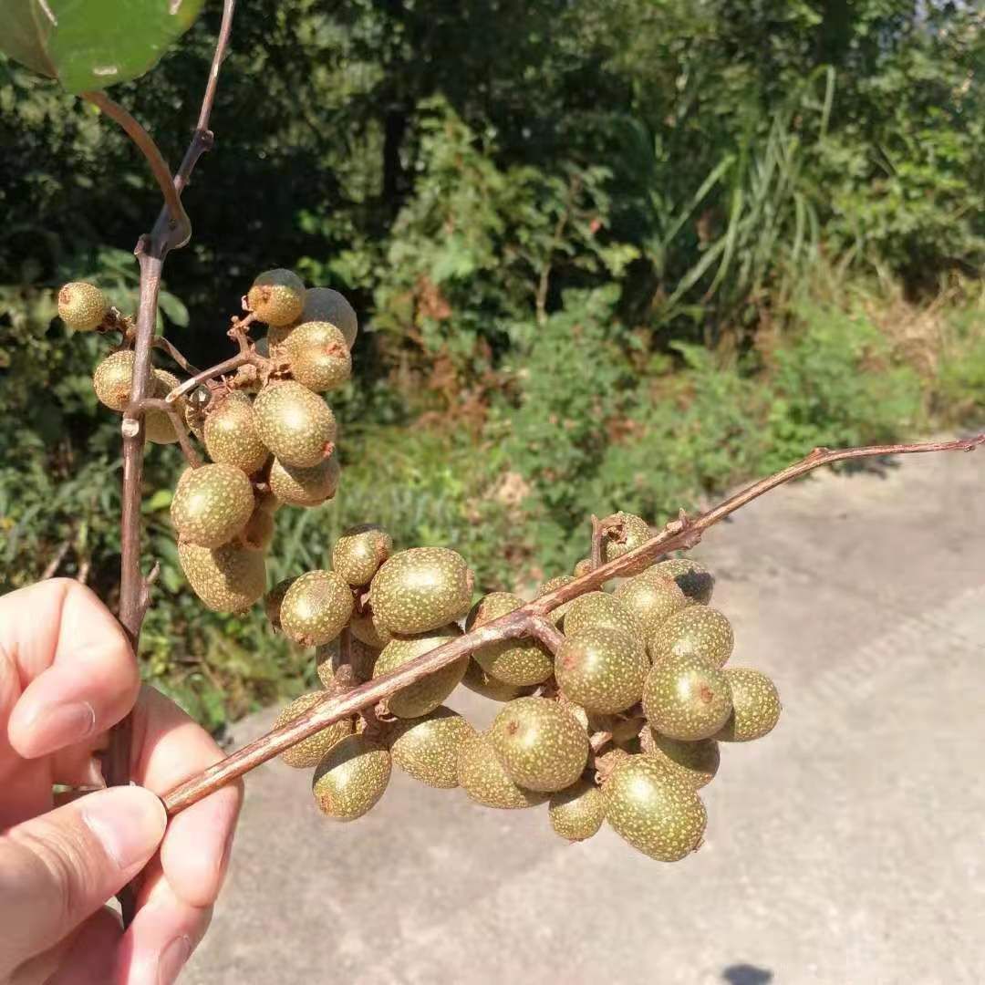 永新农村山上这些常见的野果子熟啦!你可知道它是宝?