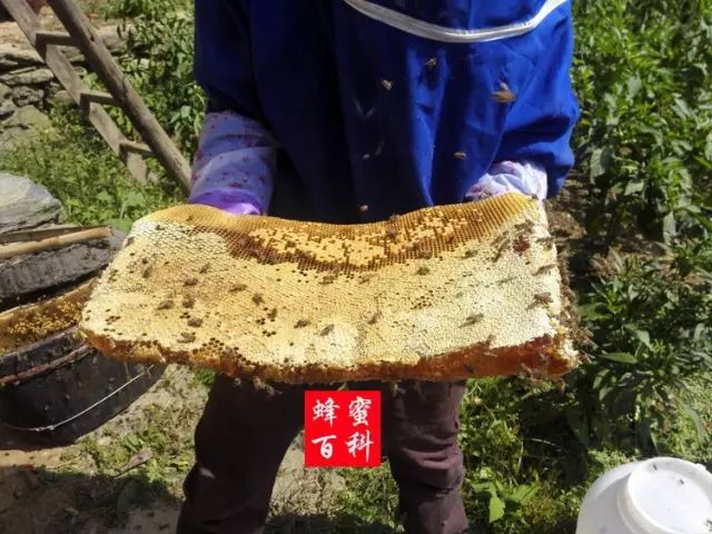 看的见的成熟封盖蜜蜂巢蜜蜜中极品