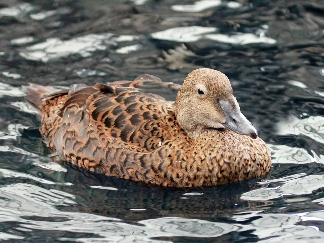 王绒鸭(雌)白眶绒鸭(前雄后雌)白眶绒鸭(雌)