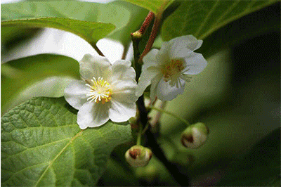 它可是地地道道的纯天然野果,长在赣南崇义山野的百年南酸枣树上,承接