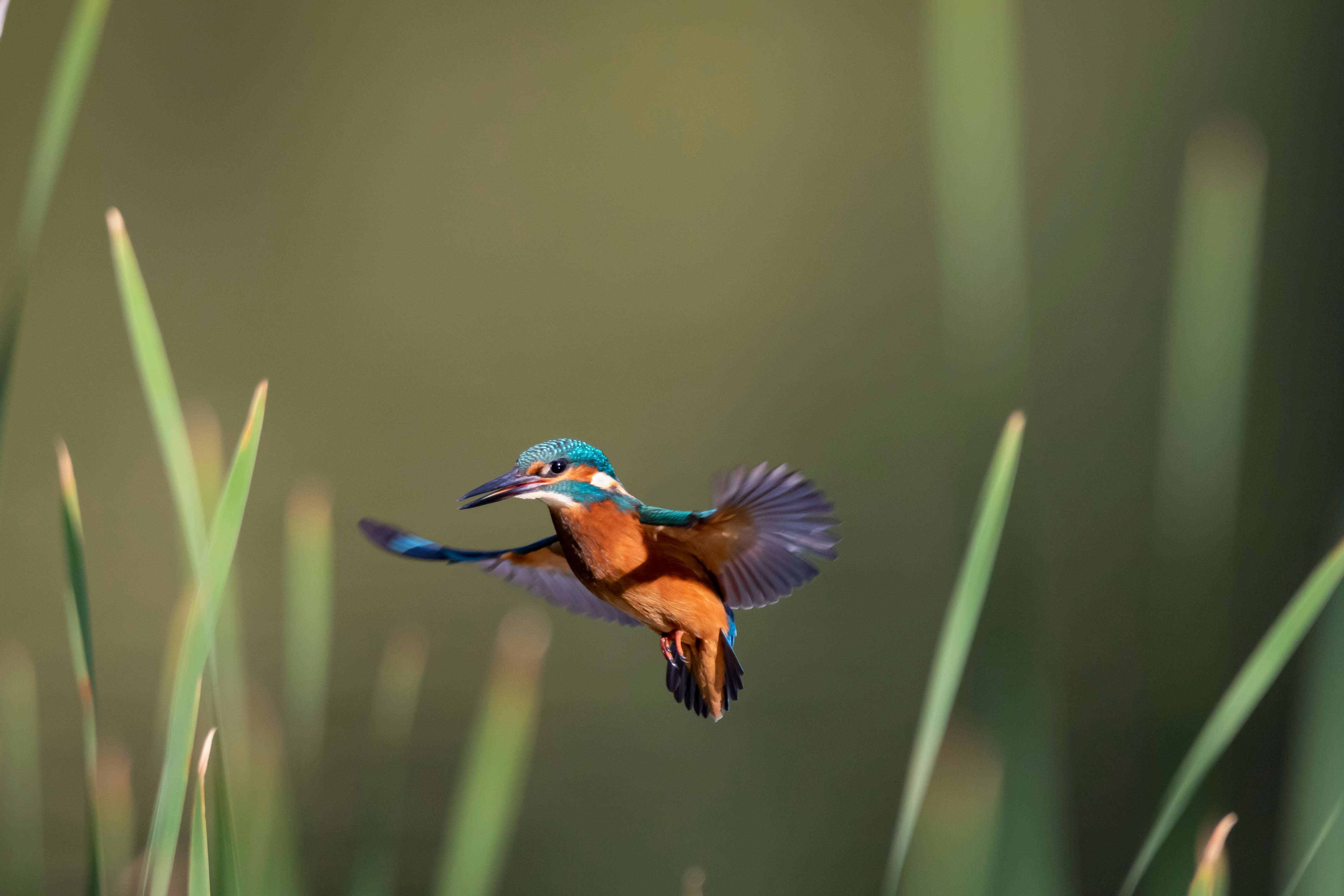 翠鸟飞行途中摆pose 完美"天使"姿势满分