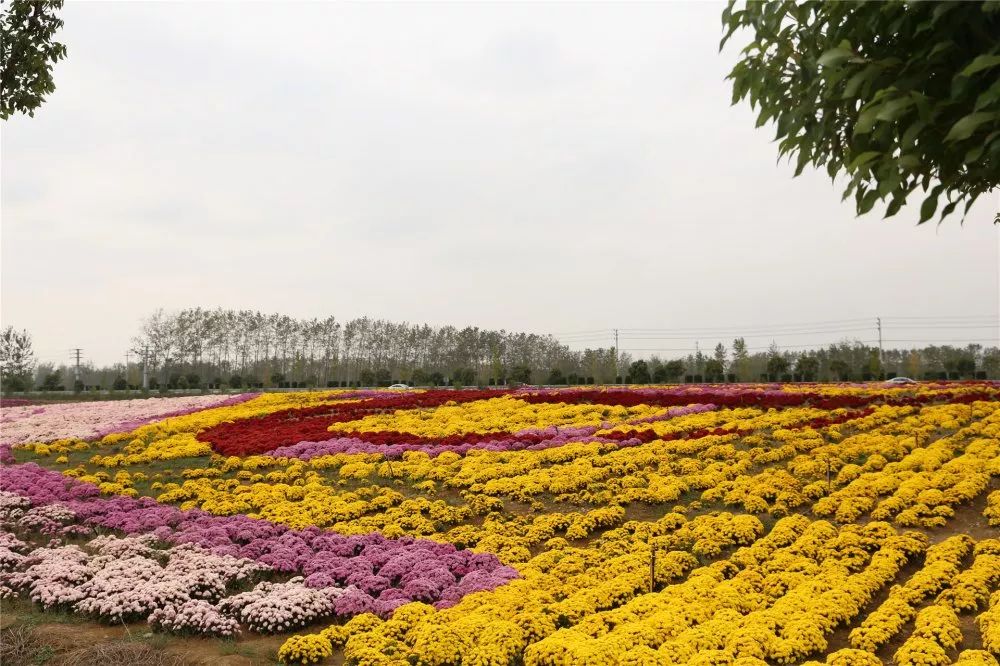 东篱菊园,位于江苏省宿迁市泗阳县张家圩镇小史集村.