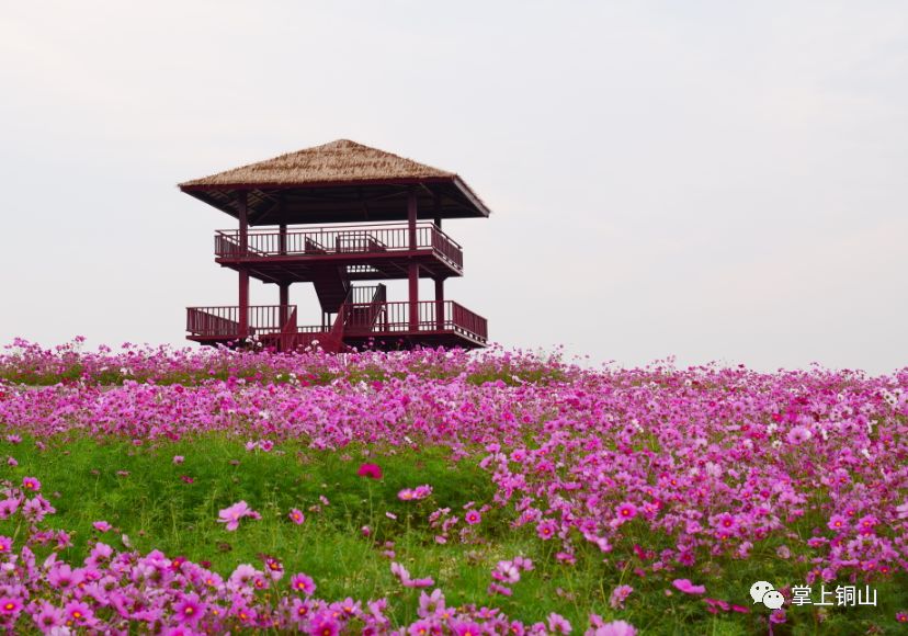 免费惊艳藏在吕梁深处的花海等你来