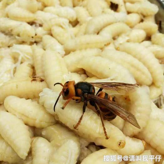 原创农村许多人找马蜂蛹吃到底有多美味让我们看看吧
