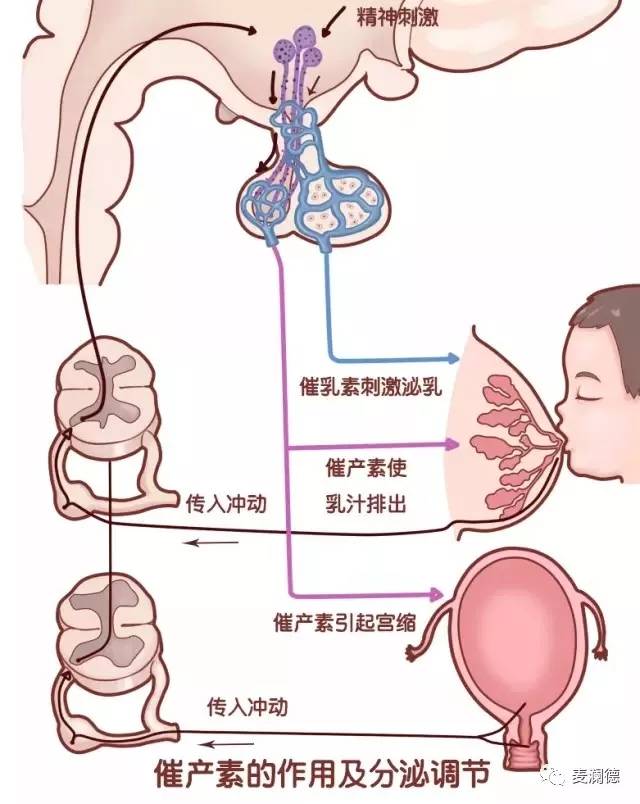 奶水形成图片