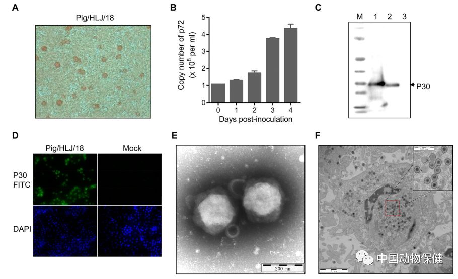 的挑戰,為此研究團隊藉助上海科技大學機時非常緊張的生物冷凍電鏡,在