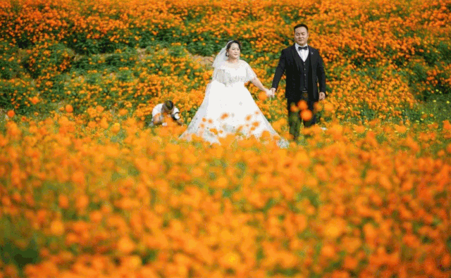 白云,花海,一切都那么美好 近百亩"小黄花"正盛情绽放 璀璨的金色花海