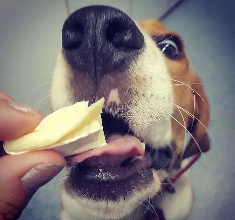 超机智的汪,通过摇头点头告诉主人:今儿我要吃这个!_狗狗