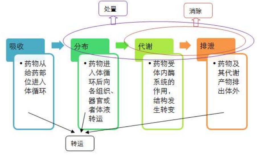抗菌药物在各组织器官的分布特点及宜选药物