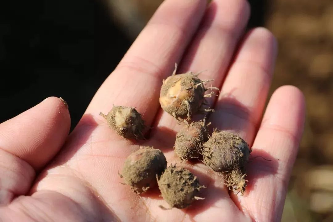 密云农业丨油莎豆不认识的朋友会把这款美食当草一样拔掉