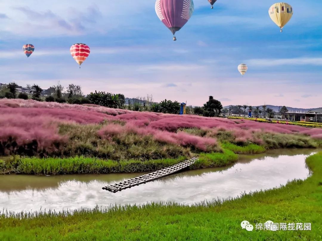 2019绵阳粉色花海旅游节!10月19日开幕!与你粉色浪漫相约