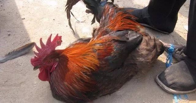 笑翻人的传说青州人为啥把附炎趋势的事叫舔腚