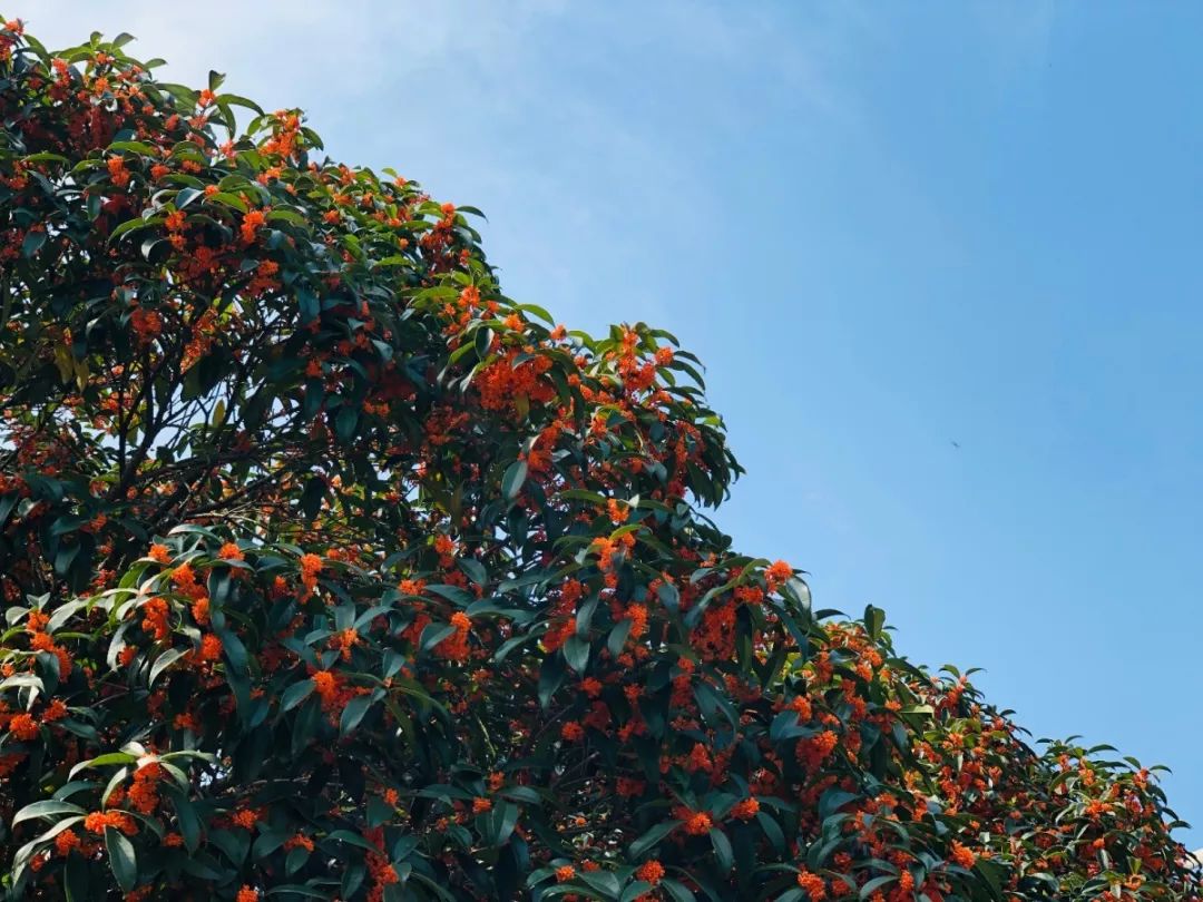 淡淡梅子酸的糖桂花有清甜回味的桂花茶这是什么神仙搭配