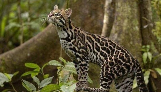 巫溪县鱼鳞乡一农户家发现豹猫.