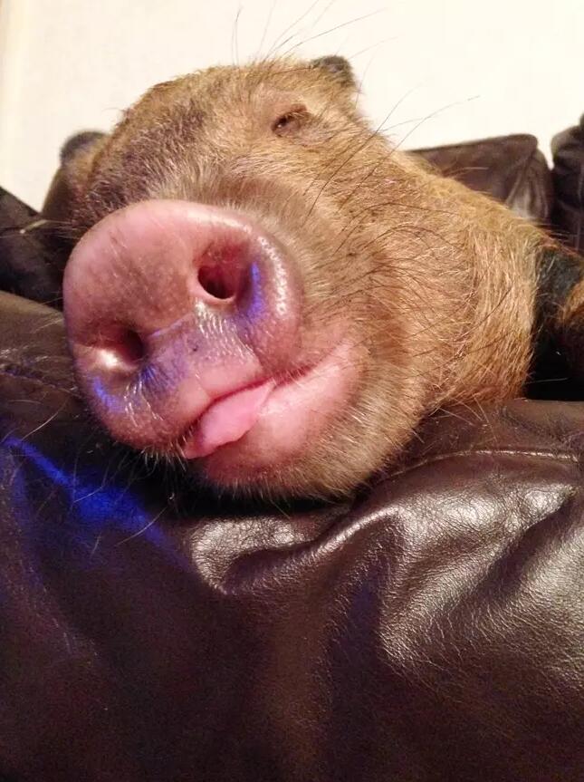 原创茶杯猪5年膨胀到356斤英国大叔依然将其视为闺女倍加宠爱