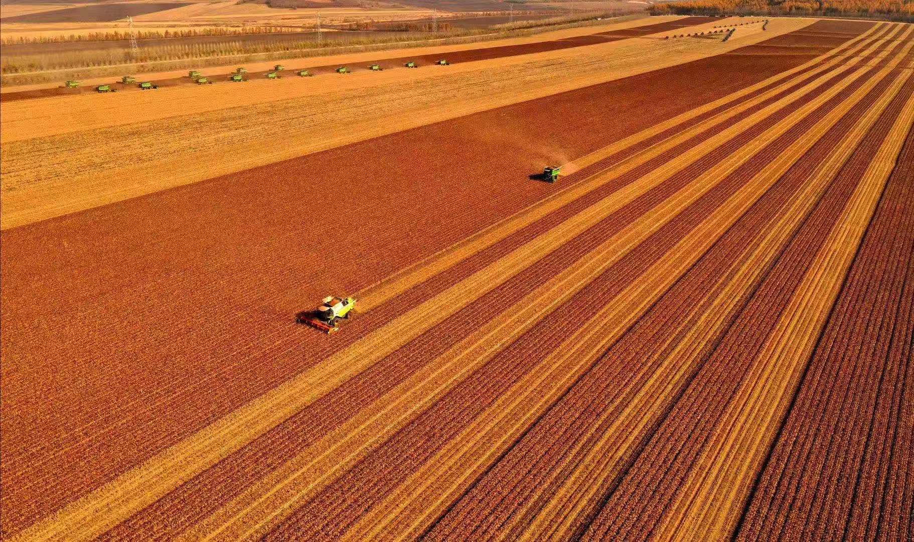 北大荒嫩江农场:"航母"编队 金戈铁马"史诗"战秋收