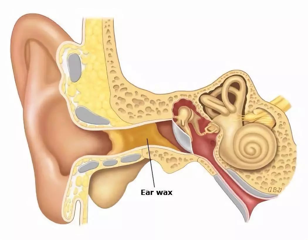 耵聍腺位置图片
