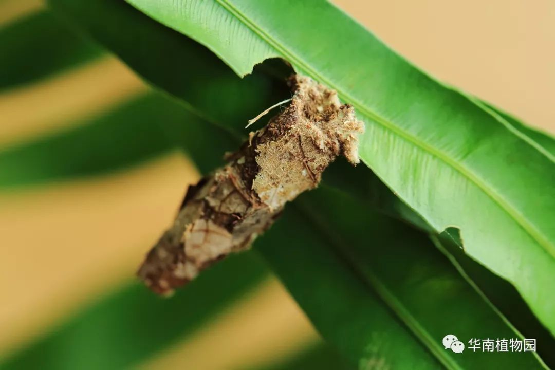 蓑蛾幼虫啃食树叶时,如有异常,立即将头缩进囊中不动,加上这身拟态